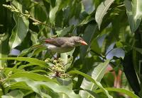 anaplectes rubriceps female