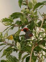 anaplectes rubriceps male