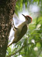 campethera punctuligera