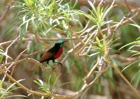 chalcomitra senegalensis