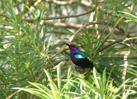 cinnyris coccinigastrus