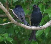 dicrurus adsimilis