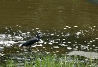 egretta garzetta rare dark morph