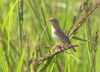 euplectes franciscanus female