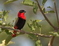 euplectes franciscanus male
