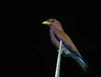 eurystomus glaucurus