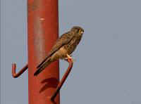 falco tinnunculus rufescens