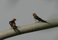 hirundo abyssinica maxima