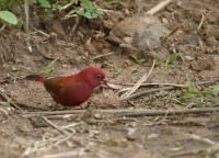 lagonosticta senegala