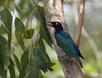 lamprotornis purpureus.jpg