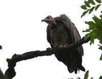 necrosyrtes monachus