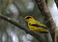 oriolus auratus