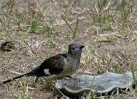 oxylophus jacobinus juvenile