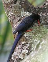 phoeniculus purpureus picking