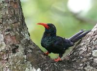 phoeniculus purpureus