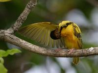 ploceus cucullatus cleaning