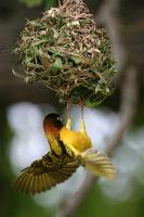 ploceus cucullatus testing