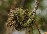 ploceus cucullatus female