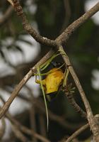 ploceus cucullatus building