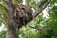 scopus umbretta nest