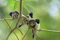 spermestes cucullata