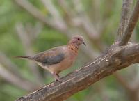 streptopelia senegalensis