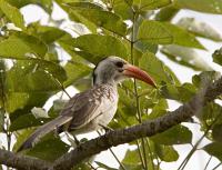 tockus erythrorhynchus