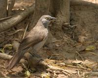 turdoides plebejus.jpg