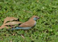uraeginthus bengalus female