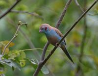uraeginthus bengalus male
