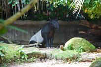 Singapore Zoo - Tapir