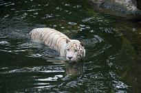 Singapore Zoo - Weier Tiger