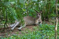 Singapore Zoo - Kngeru