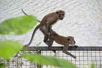 Singapore Zoo - akrobatische Affen