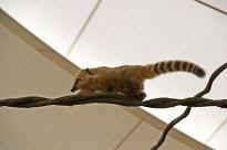 Singapore Zoo - Nasenbr