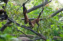 Singapore Zoo - Affen