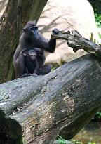 Singapore Zoo - Affen