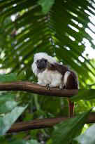 Singapore Zoo - Makakenffchen