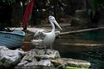 Singapore Zoo - Pelikan