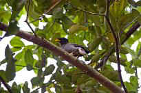 Singapore Zoo - Vogel