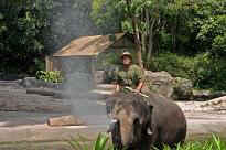 Singapore Zoo - Elefantenvorstellung