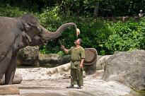 Singapore Zoo - Elefantenvorstellung