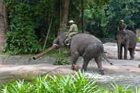 Singapore Zoo - Elefantenvorstellung