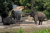 Singapore Zoo - Elefantenvorstellung