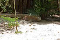 Singapore Zoo - Waran