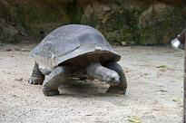 Singapore Zoo - Schildkrte