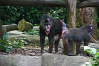 Singapore Zoo - Affen