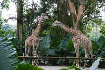 Singapore Zoo - Giraffen