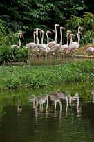 Singapore Zoo - Flamingos