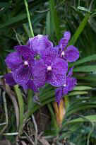 Singapore Zoo - Orchidee